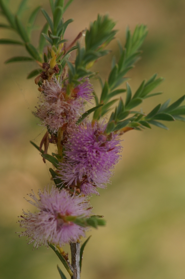 Melaleuca decussata